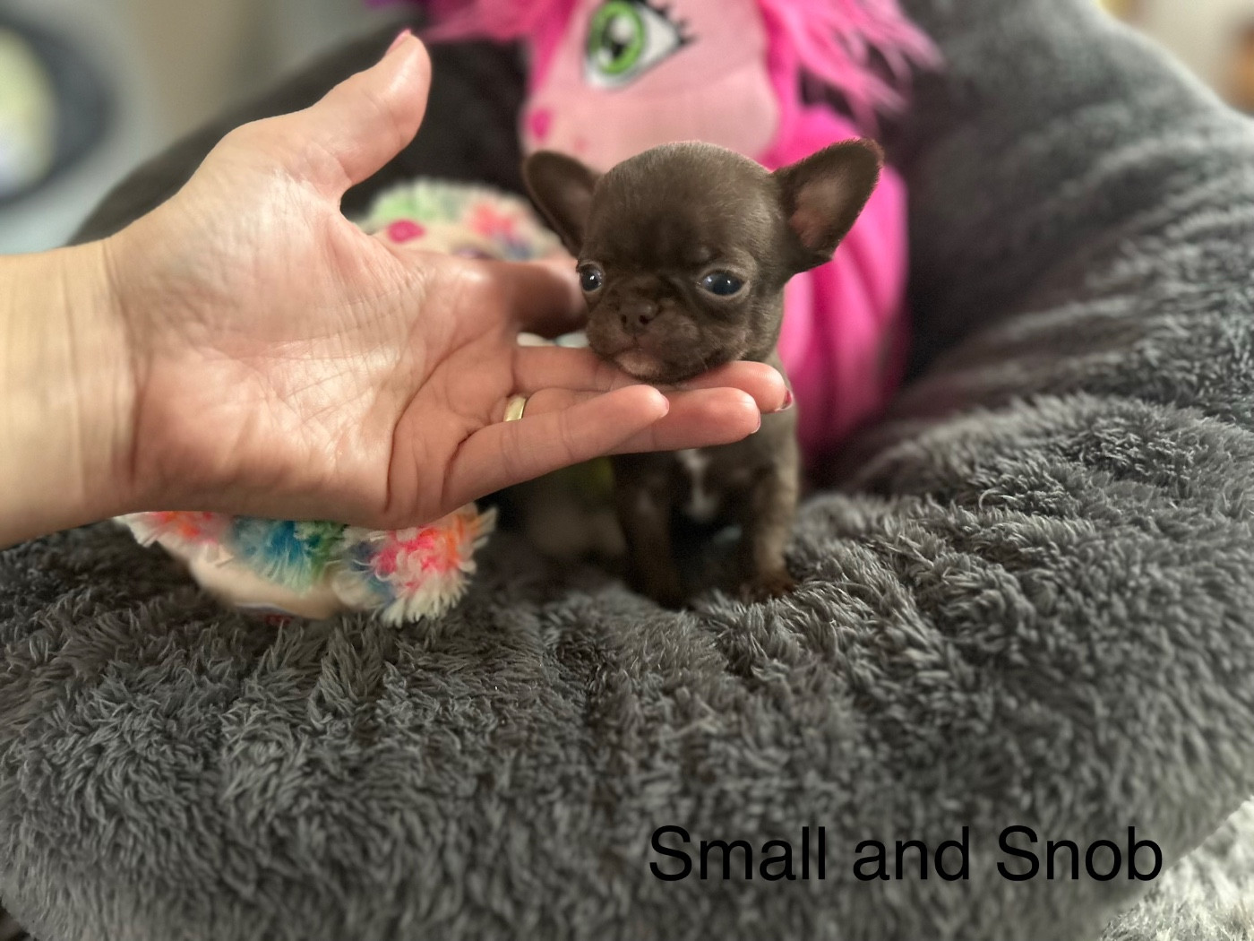 Small And Snob - Chiots disponibles - Chihuahua