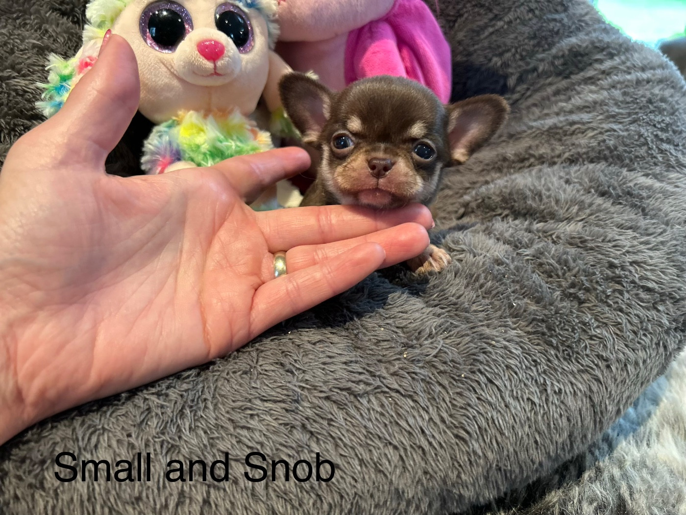Small And Snob - Chiots disponibles - Chihuahua