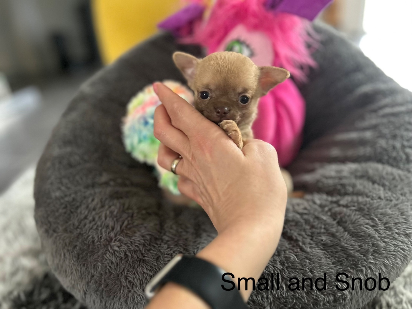 Small And Snob - Chiots disponibles - Chihuahua