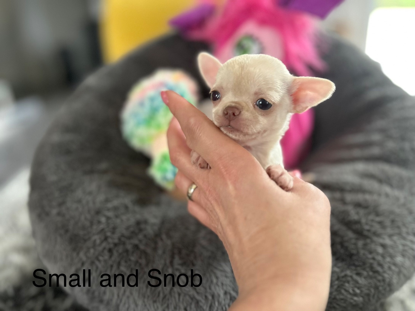 Small And Snob - Chiots disponibles - Chihuahua