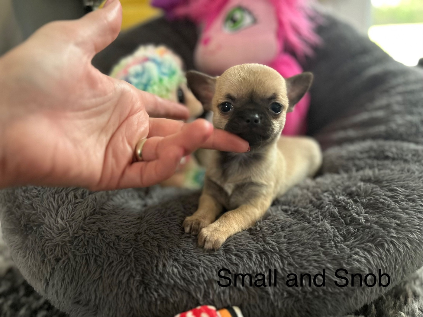Small And Snob - Chiots disponibles - Chihuahua