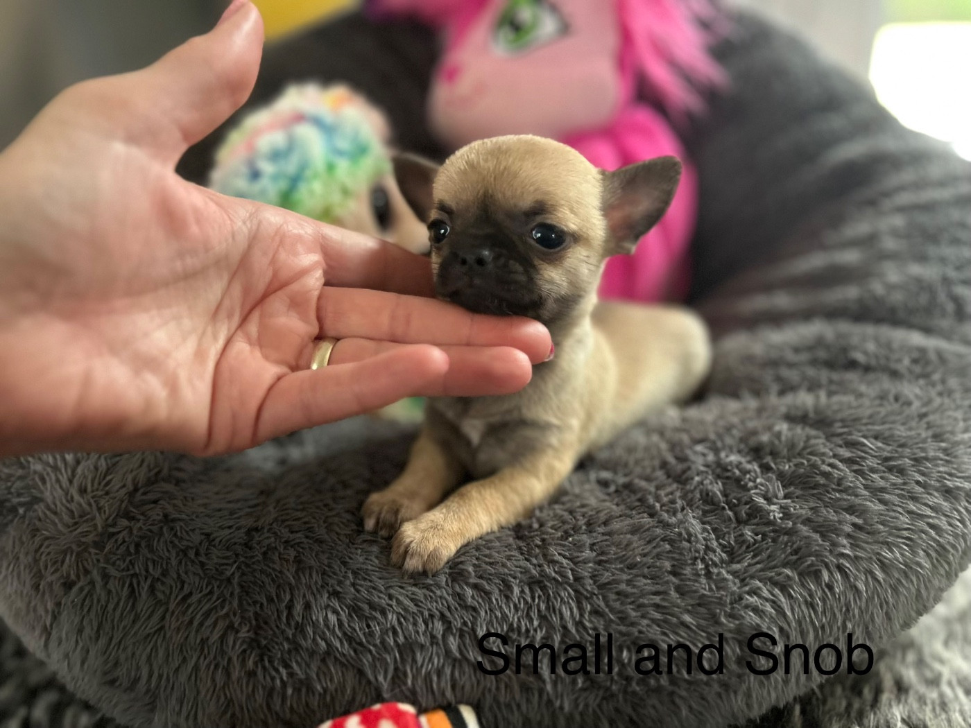 Small And Snob - Chihuahua - Portée née le 06/02/2026