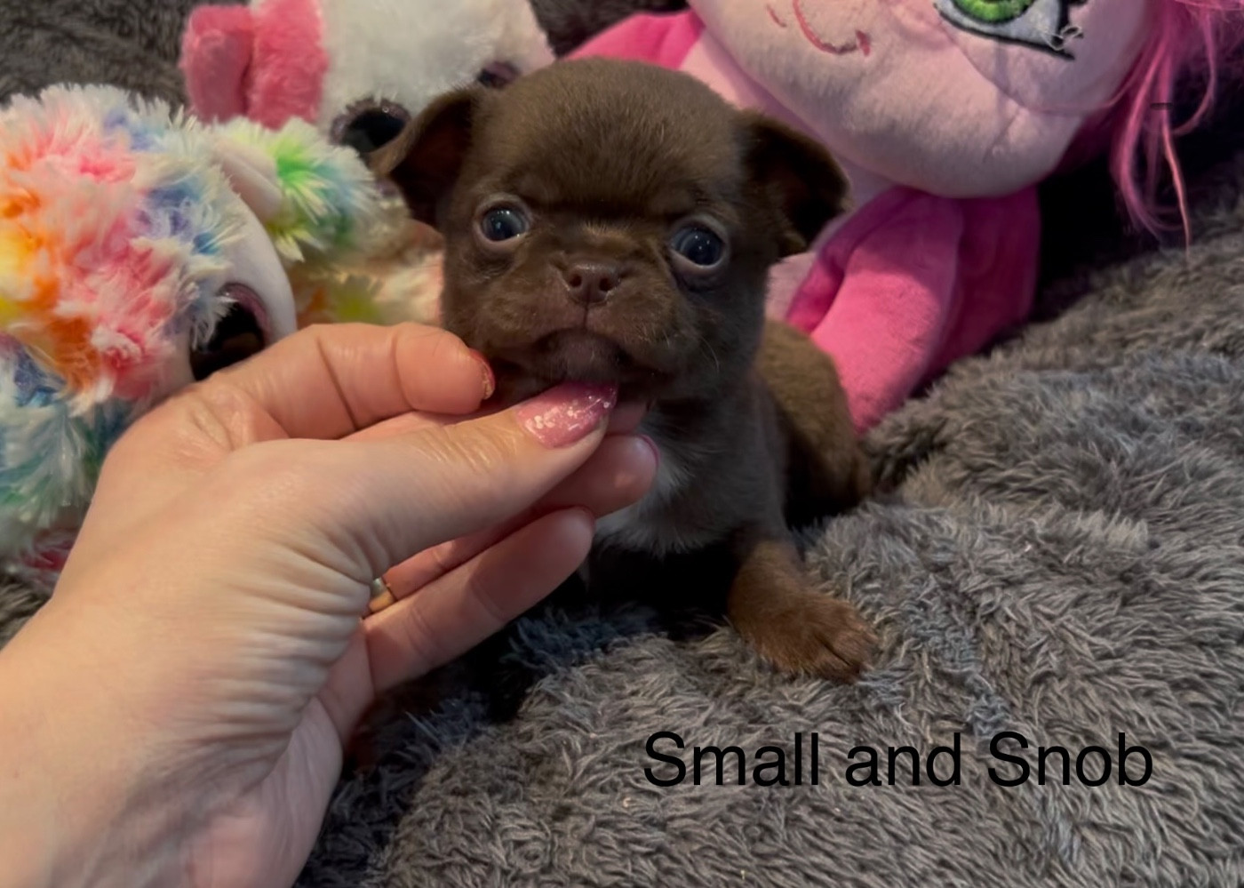 Small And Snob - Chihuahua - Portée née le 10/02/2026