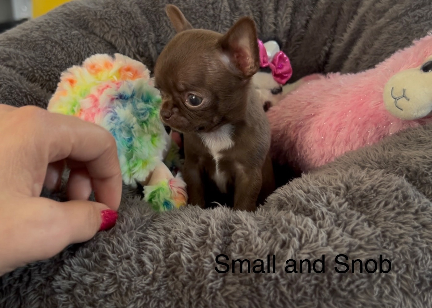 Small And Snob - Chiots disponibles - Chihuahua