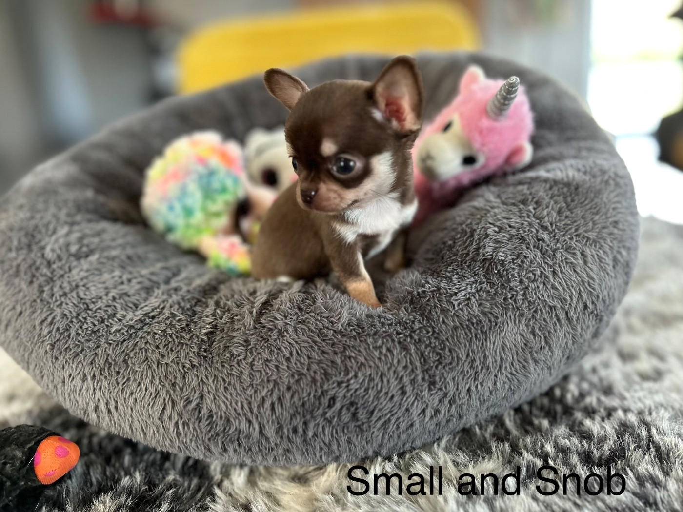 Small And Snob - Chiots disponibles - Chihuahua