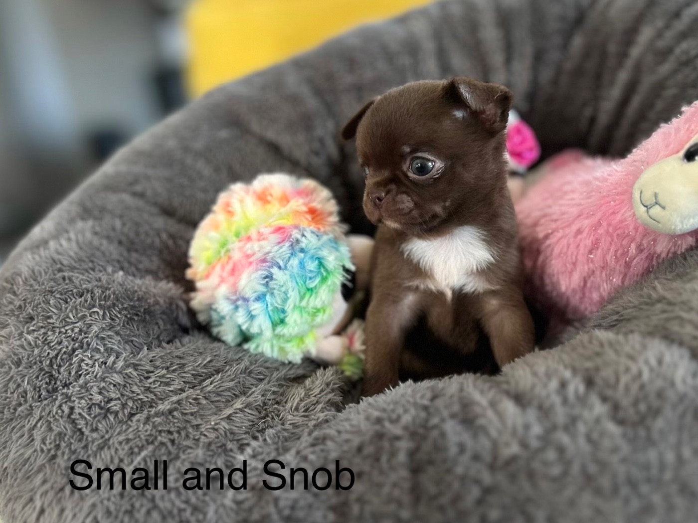 Small And Snob - Chiots disponibles - Chihuahua