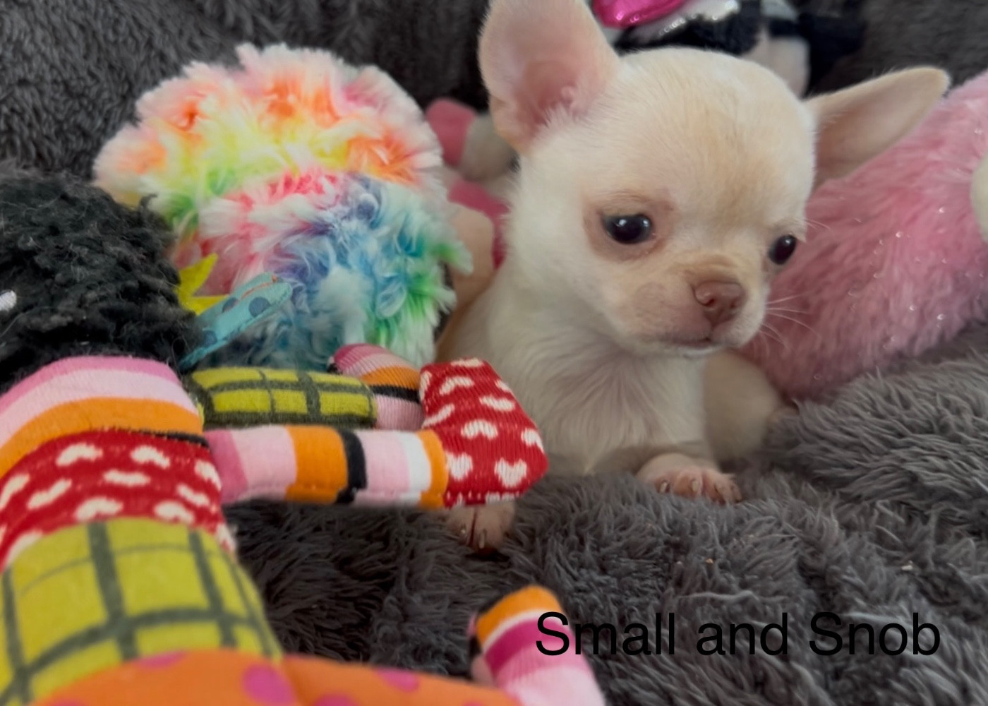 Small And Snob - Chihuahua - Portée née le 06/02/2026