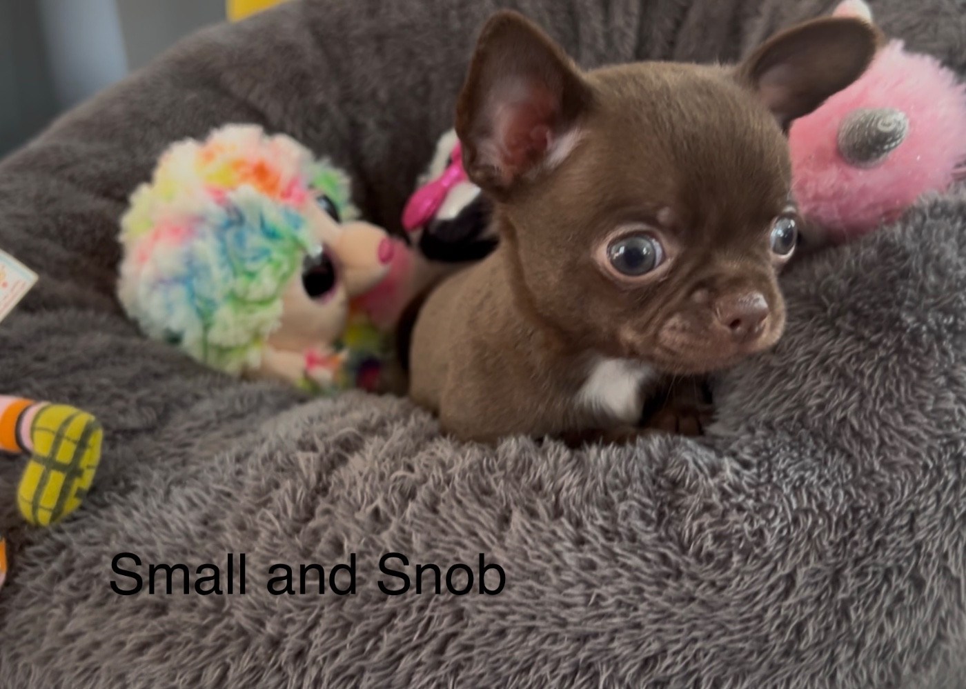 Small And Snob - Chiots disponibles - Chihuahua