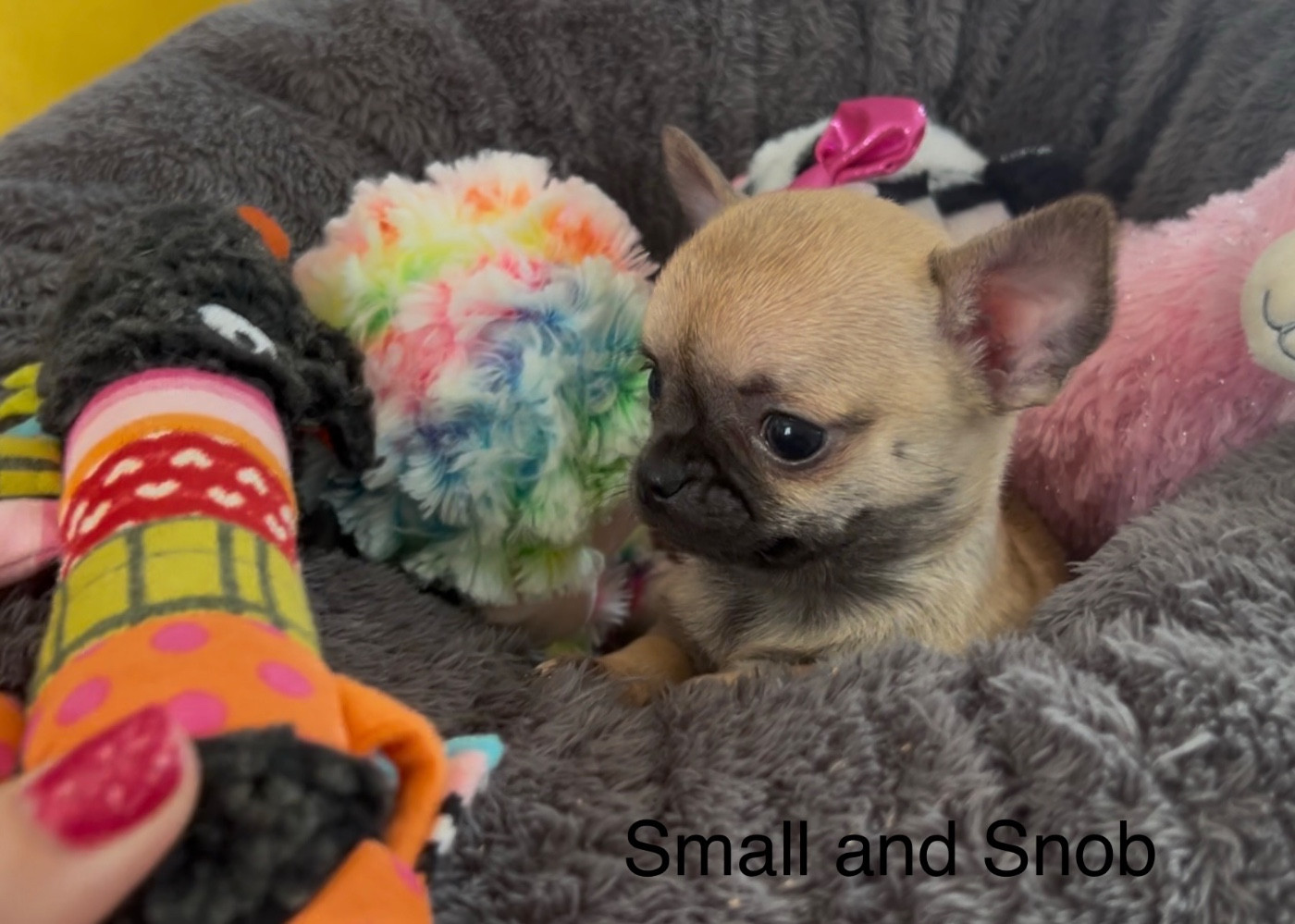 Small And Snob - Chiots disponibles - Chihuahua