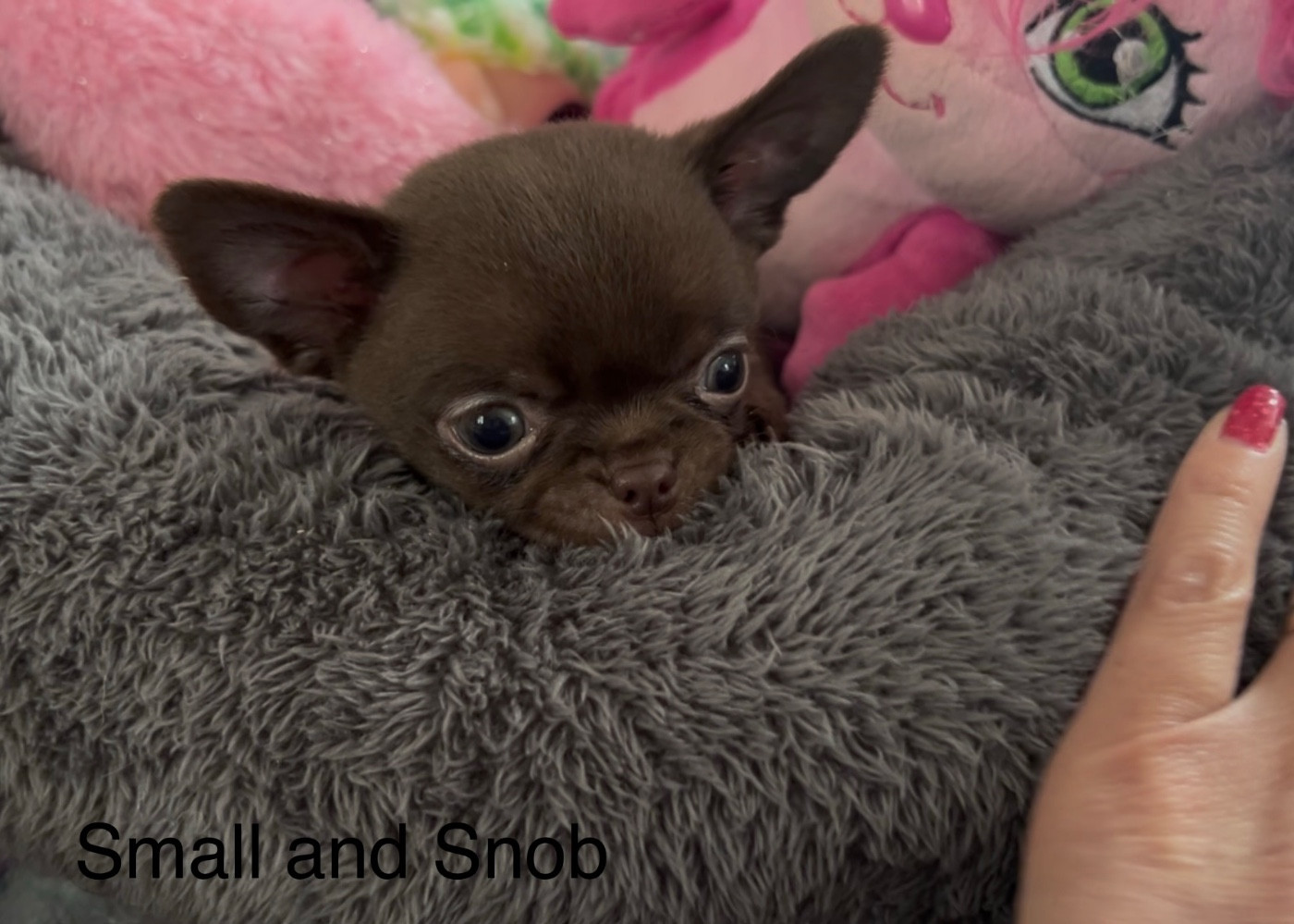 Small And Snob - Chiots disponibles - Chihuahua