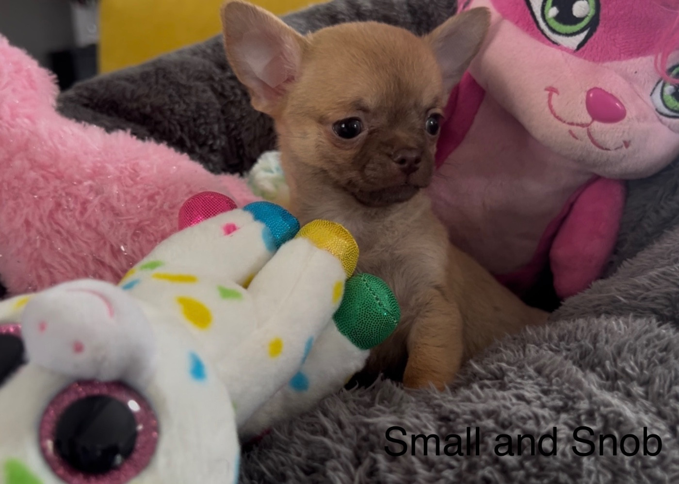 Small And Snob - Chiots disponibles - Chihuahua