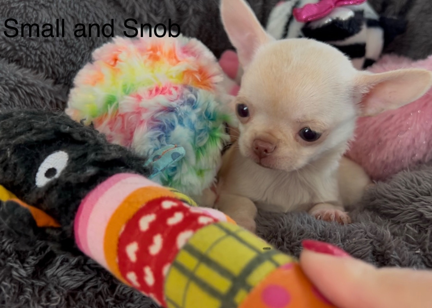 Small And Snob - Chiots disponibles - Chihuahua