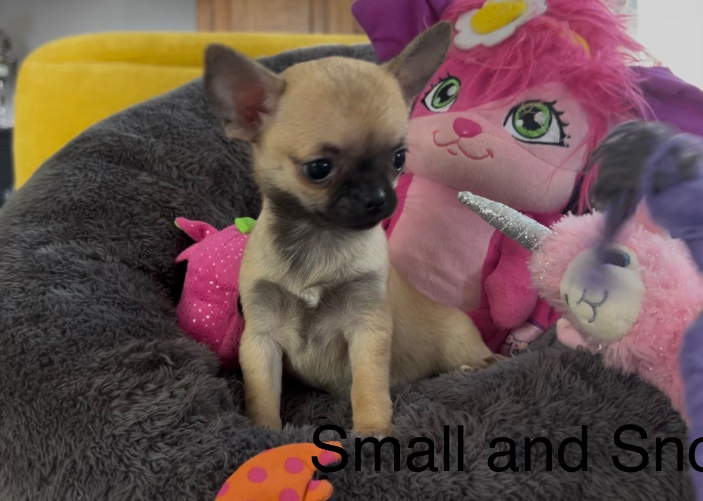 Small And Snob - Chiots disponibles - Chihuahua