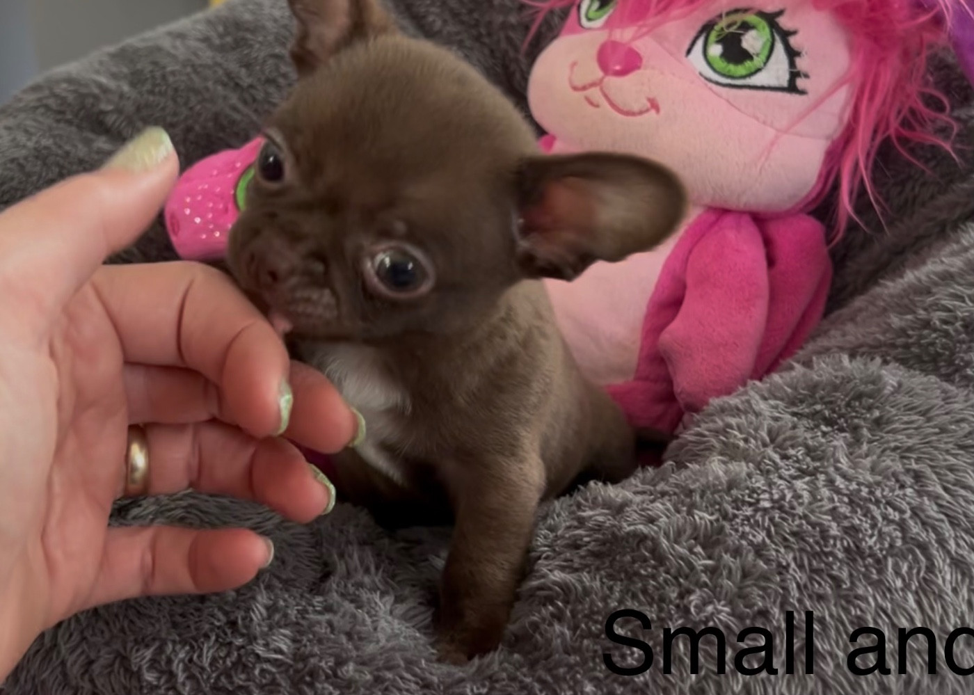Small And Snob - Chiots disponibles - Chihuahua