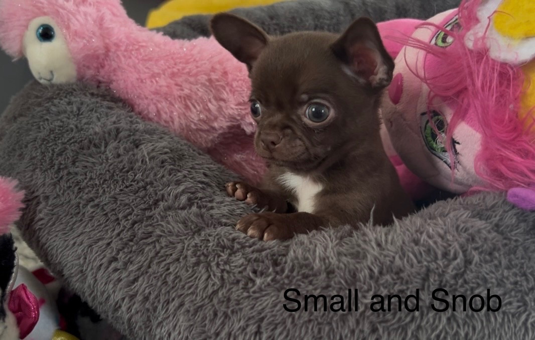 Chiot Chihuahua Small And Snob