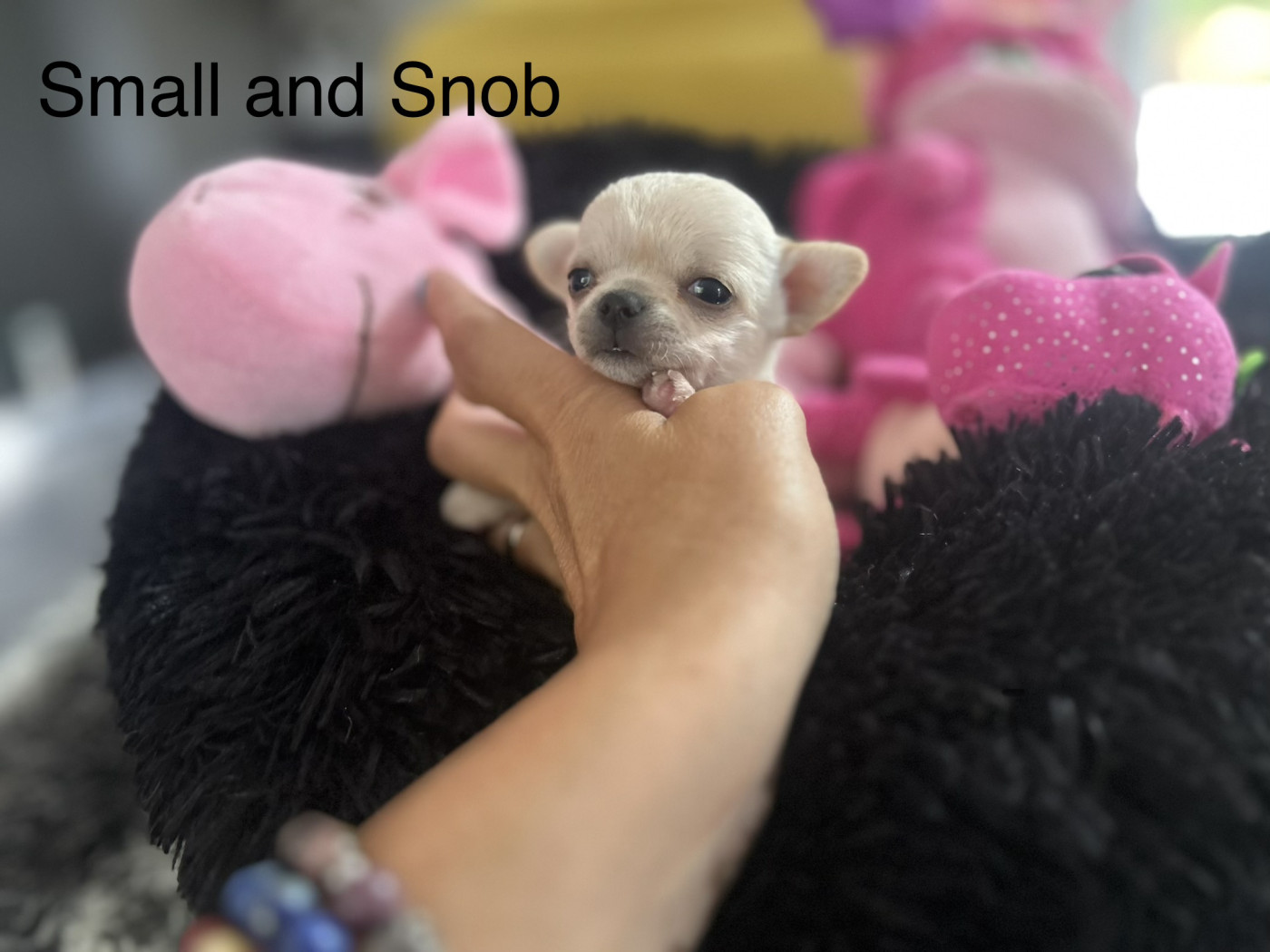 Chiot Chihuahua Small And Snob