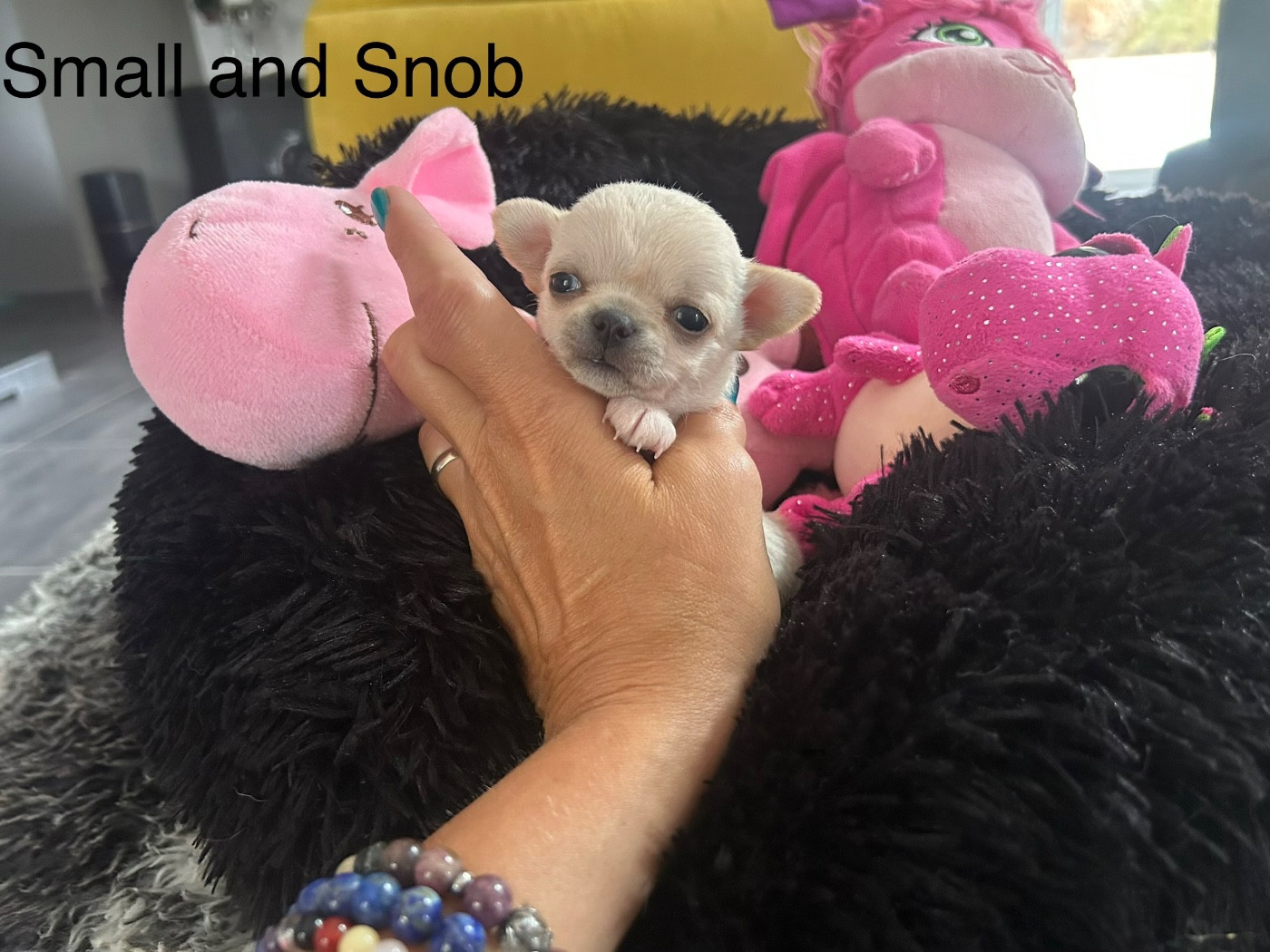 Small And Snob - Chiots disponibles - Chihuahua