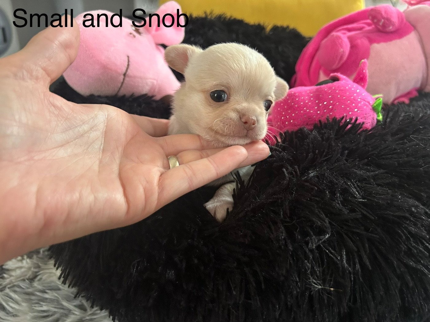 Small And Snob - Chiots disponibles - Chihuahua