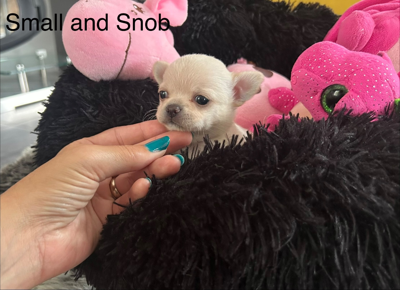 Small And Snob - Chiots disponibles - Chihuahua