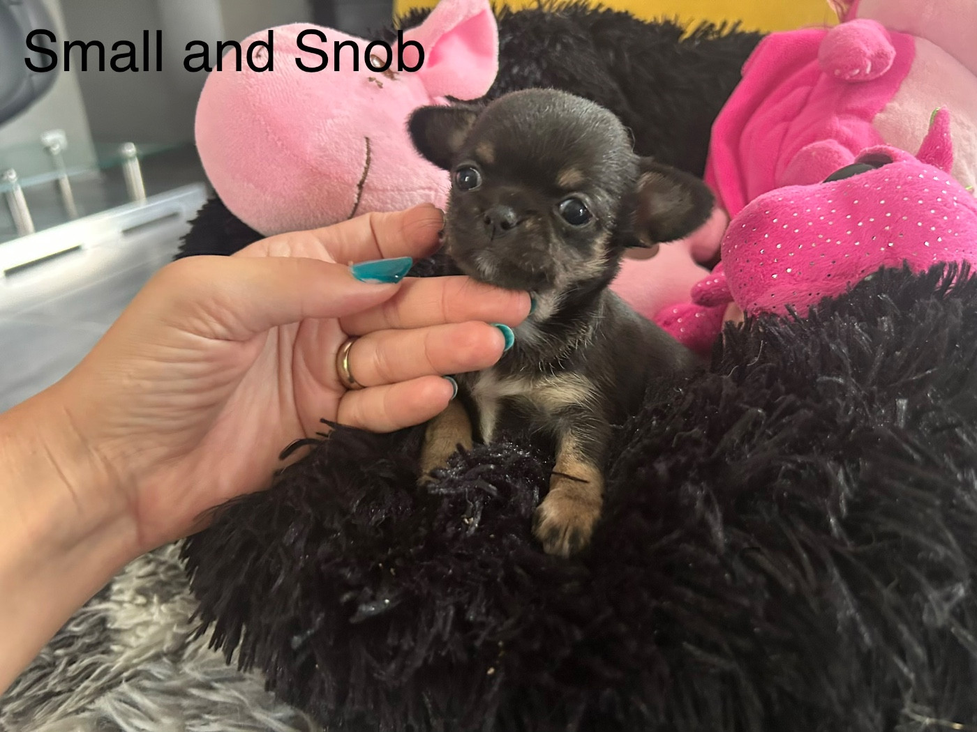 Small And Snob - Chiots disponibles - Chihuahua