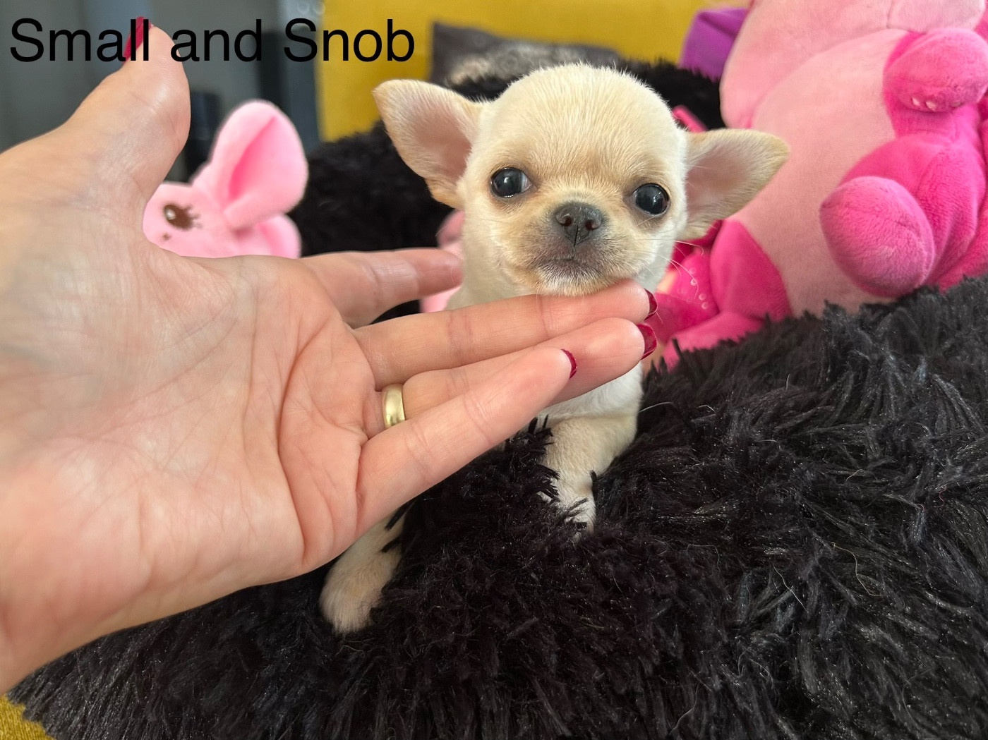 Small And Snob - Chiots disponibles - Chihuahua