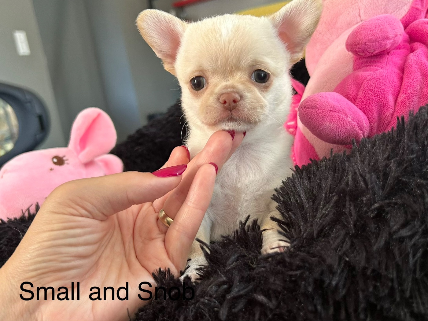 Small And Snob - Chiots disponibles - Chihuahua