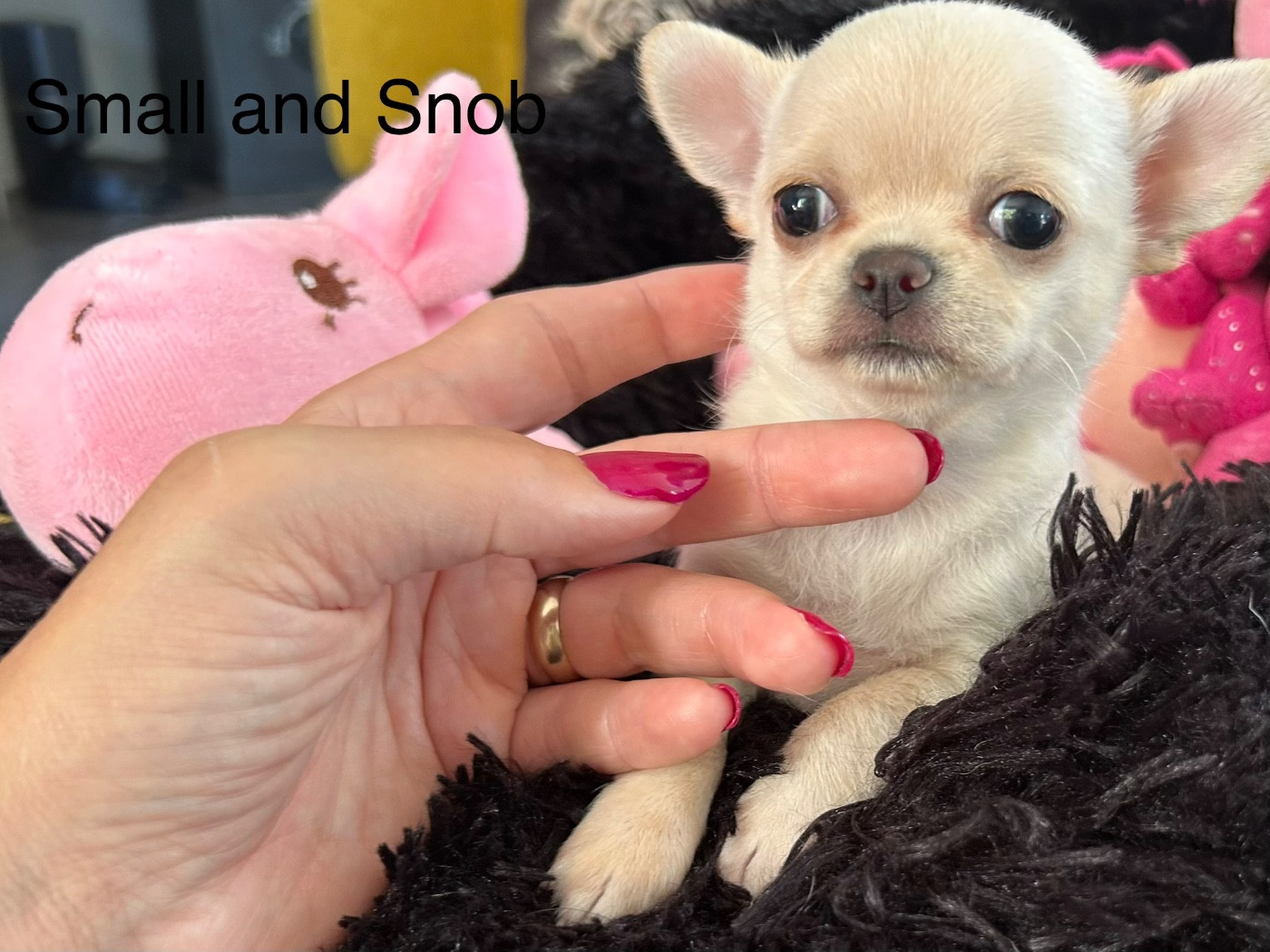 Small And Snob - Chiots disponibles - Chihuahua