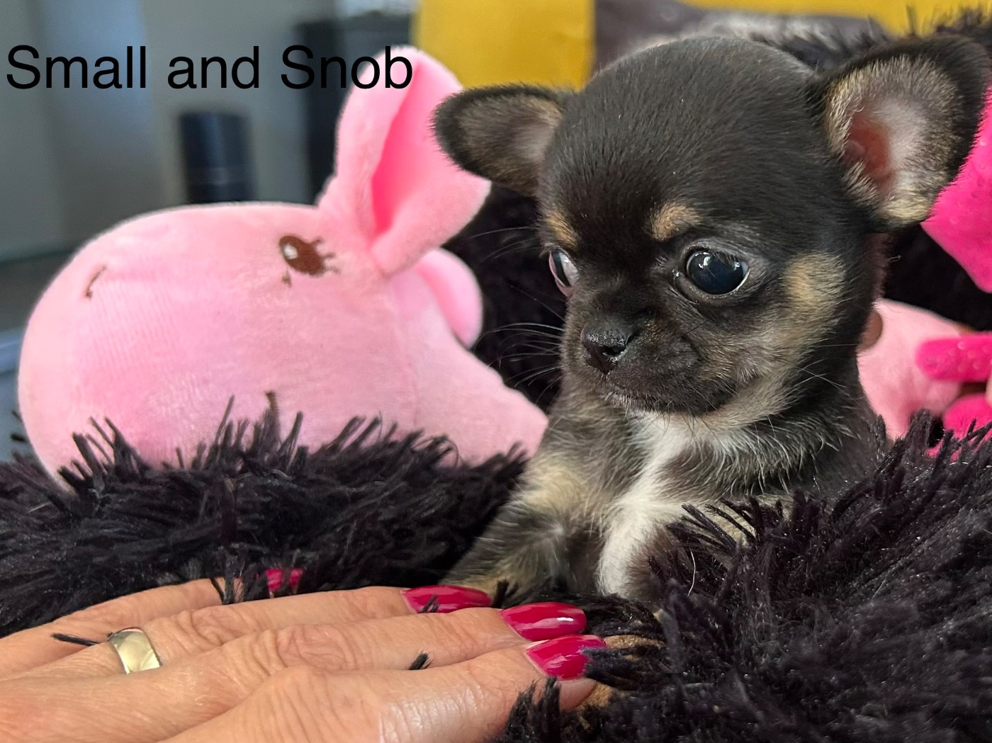 Small And Snob - Chiots disponibles - Chihuahua
