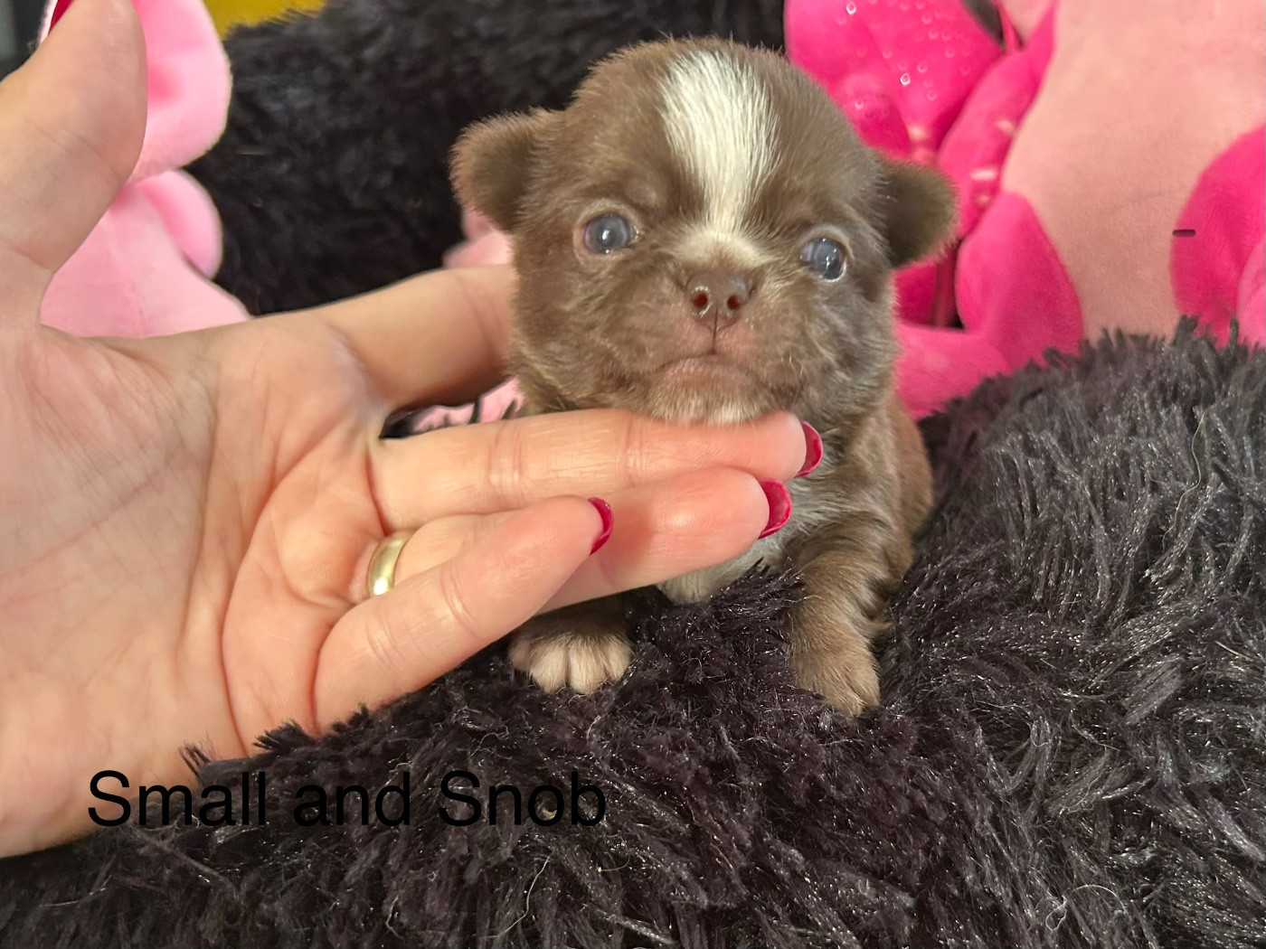 Small And Snob - Chiots disponibles - Chihuahua