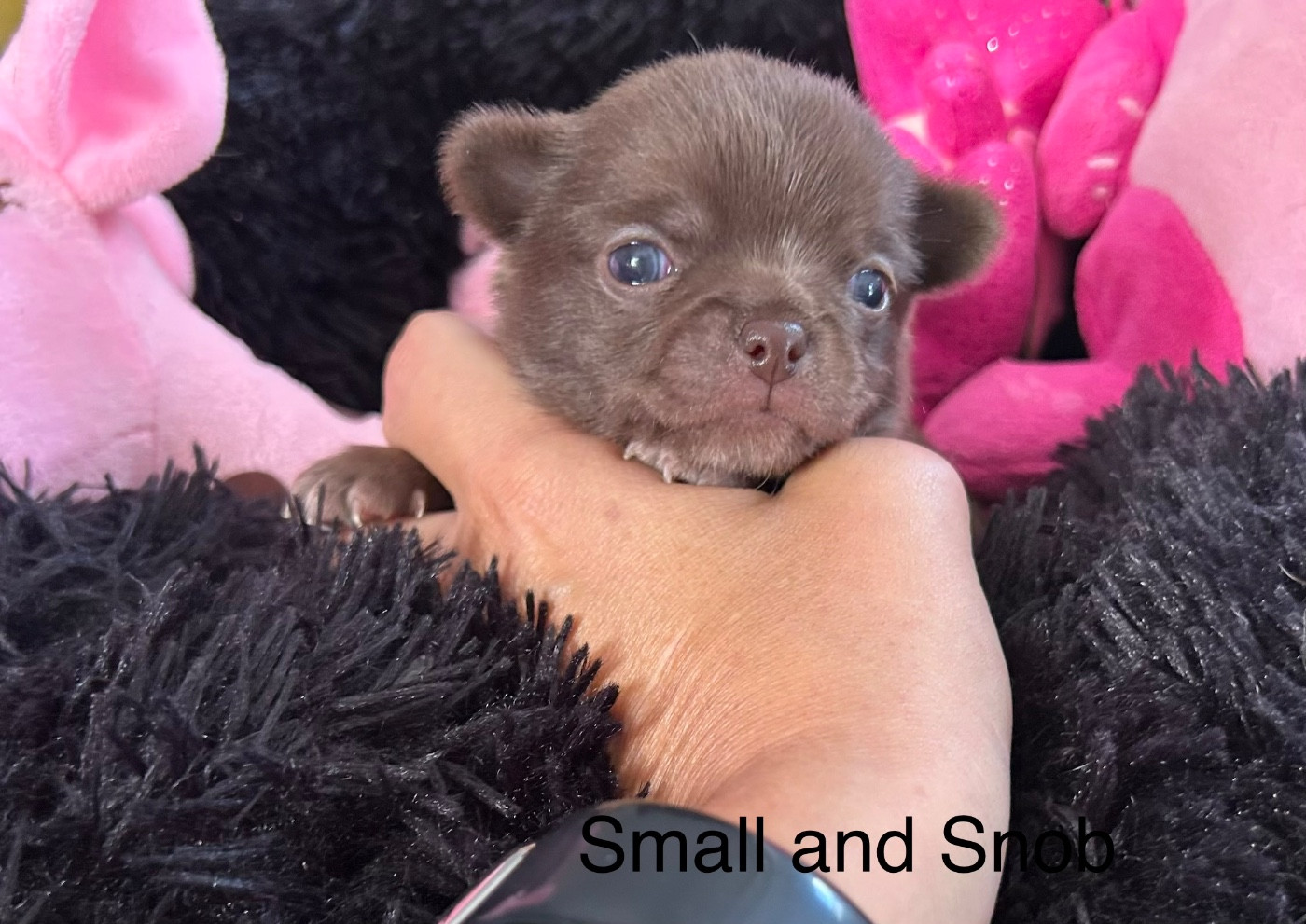 Small And Snob - Chiots disponibles - Chihuahua