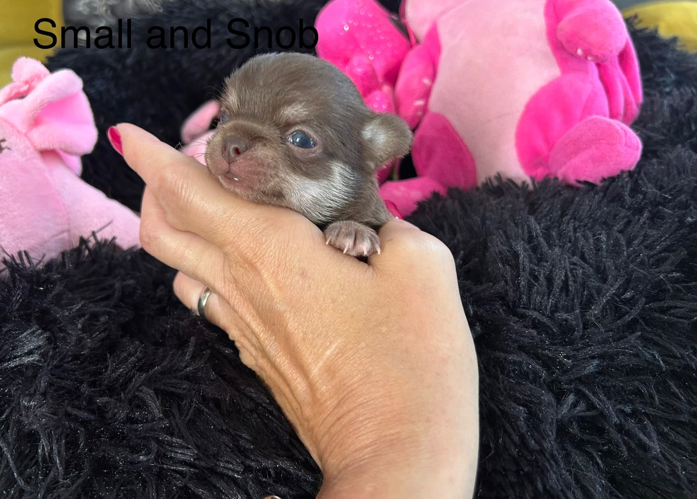 Small And Snob - Chiots disponibles - Chihuahua