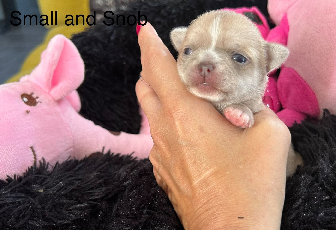 Small And Snob - Chiots disponibles - Chihuahua