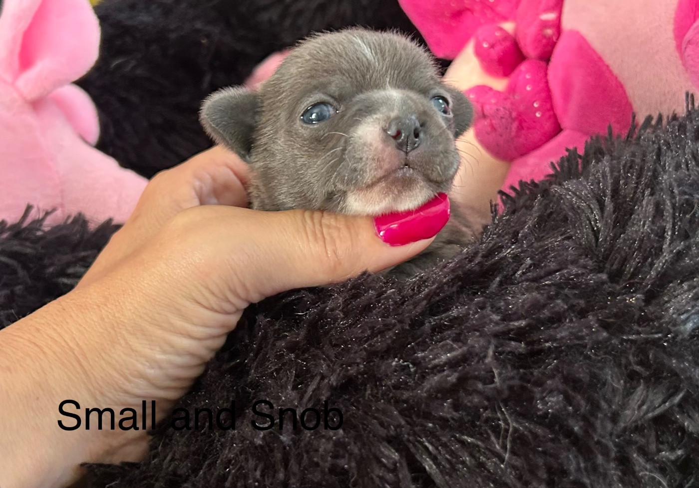 Small And Snob - Chiots disponibles - Chihuahua
