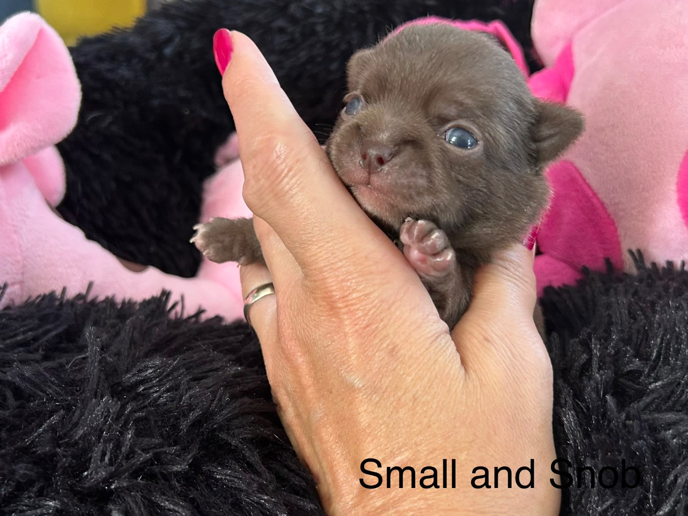 Small And Snob - Chiots disponibles - Chihuahua