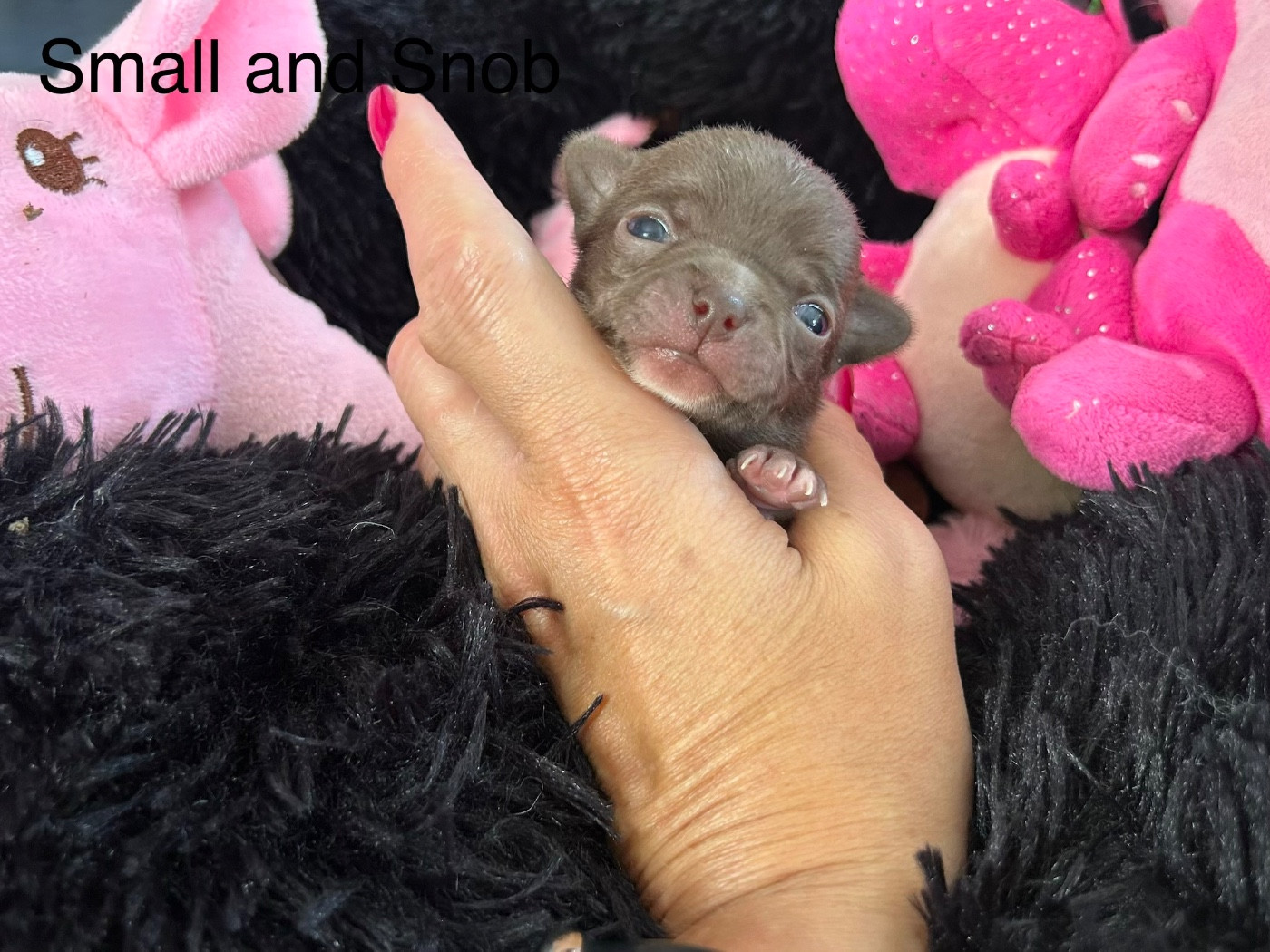 Small And Snob - Chiots disponibles - Chihuahua