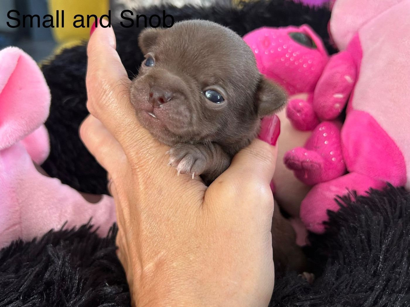 Small And Snob - Chiots disponibles - Chihuahua