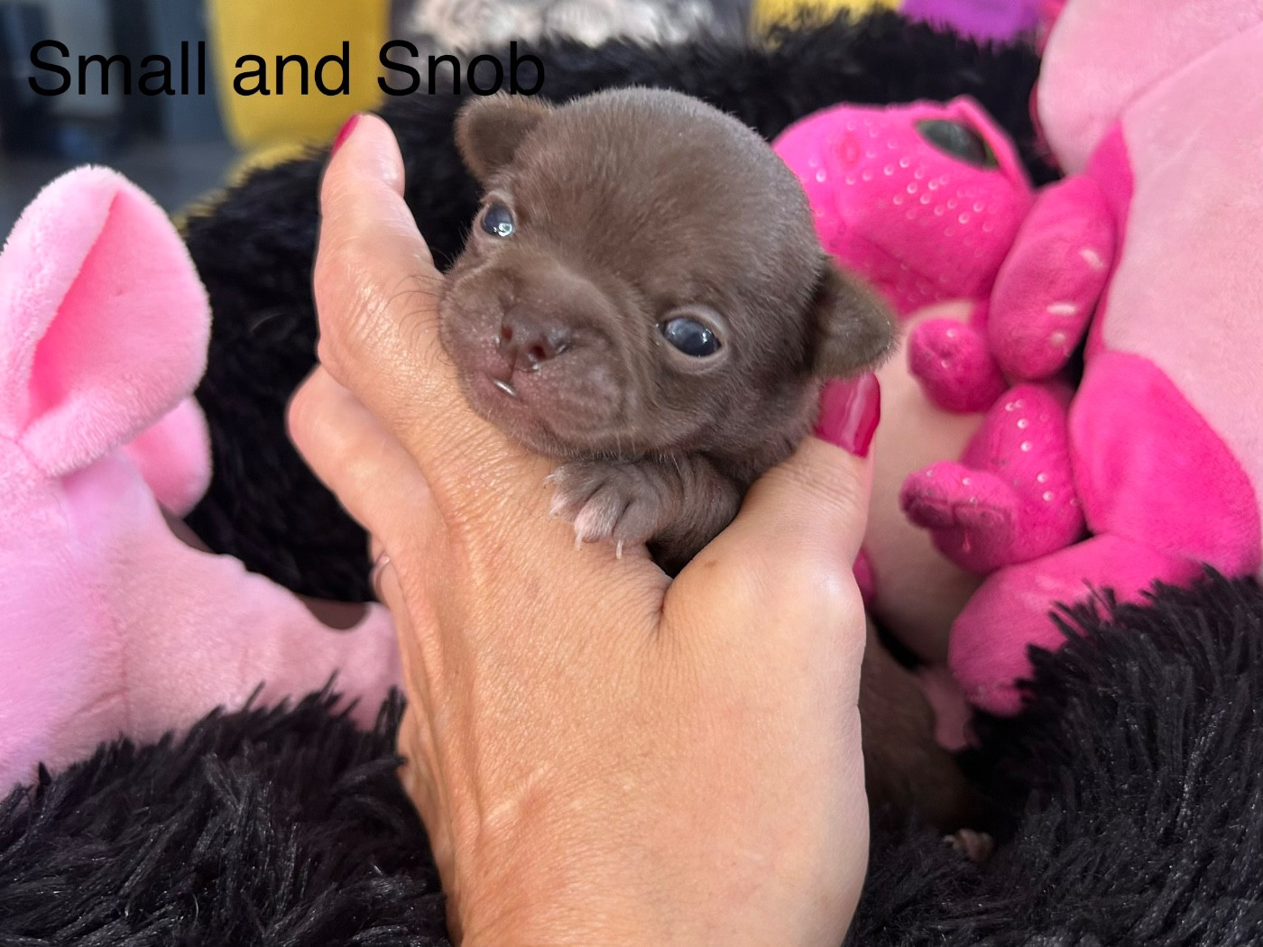 Chiot Chihuahua Small And Snob