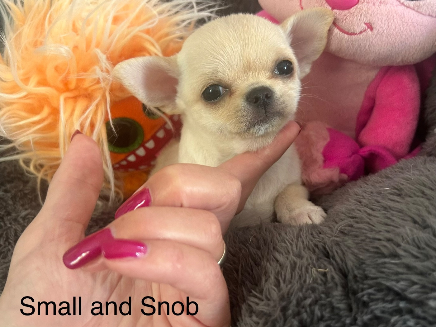 Small And Snob - Chiots disponibles - Chihuahua
