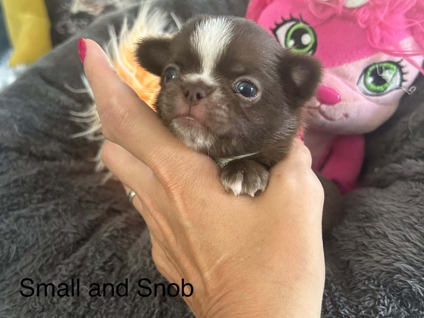 Small And Snob - Chiots disponibles - Chihuahua