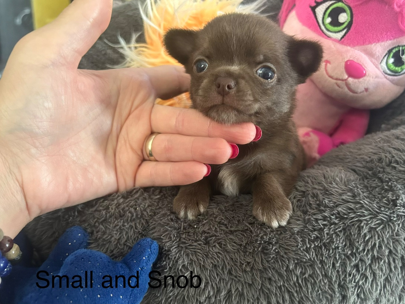 Small And Snob - Chiots disponibles - Chihuahua