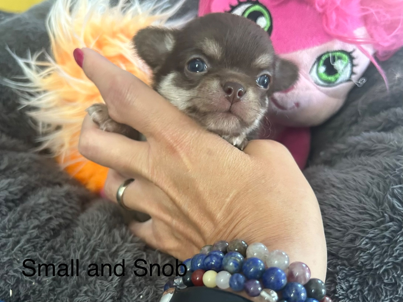 Small And Snob - Chiots disponibles - Chihuahua