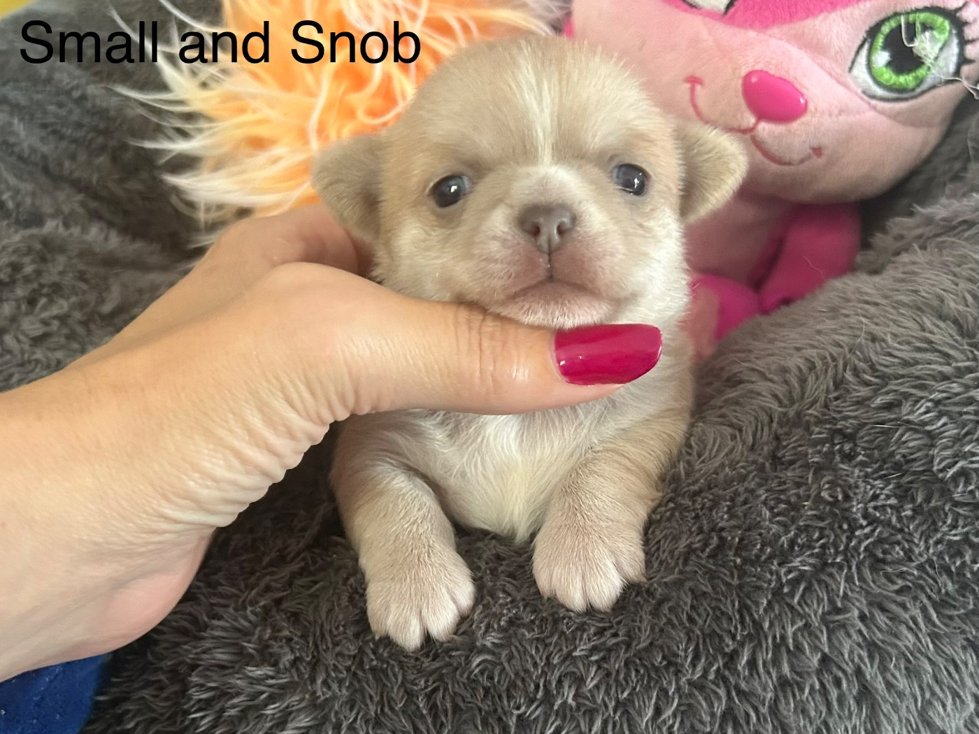 Small And Snob - Chiots disponibles - Chihuahua