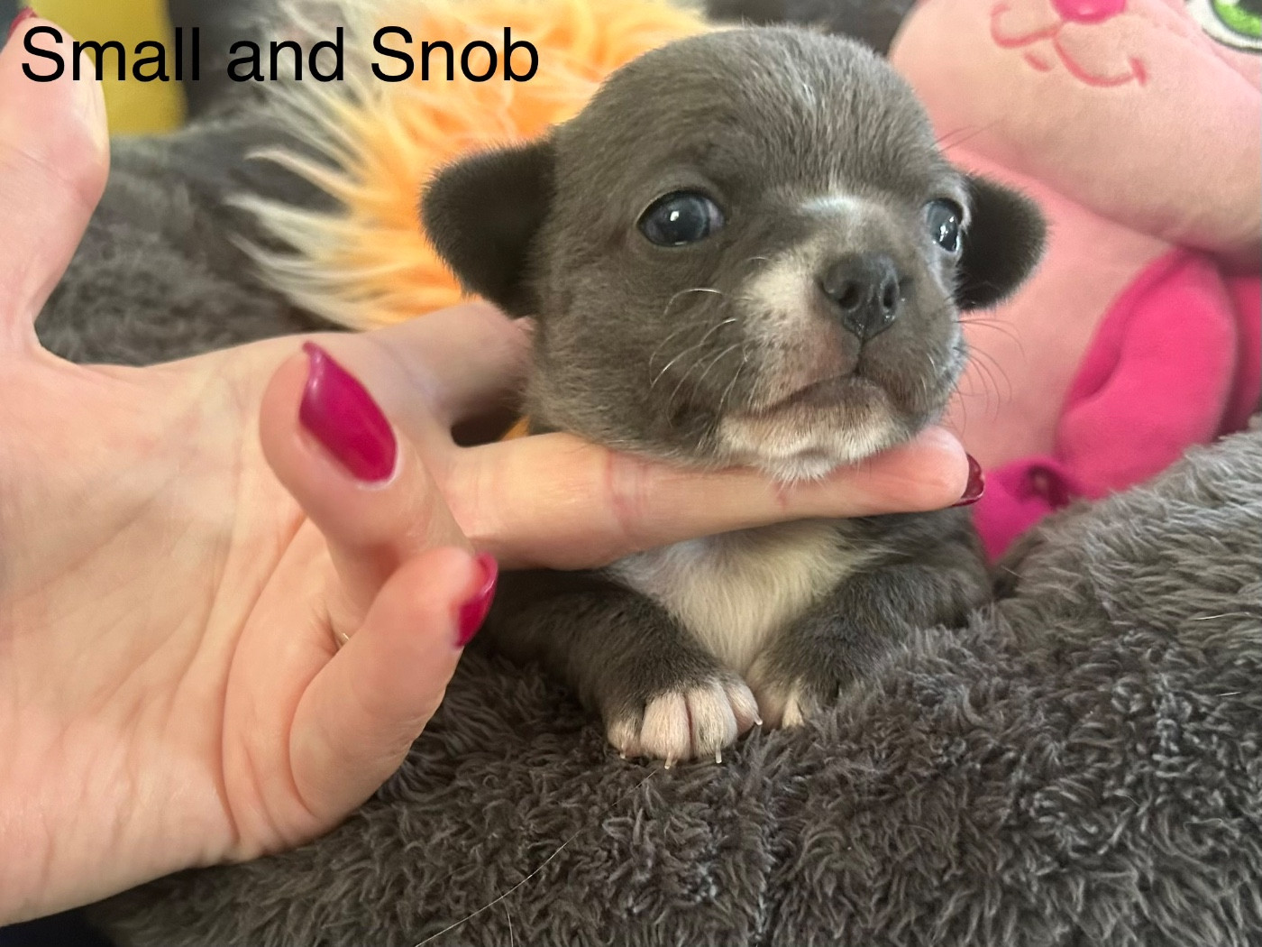 Small And Snob - Chiots disponibles - Chihuahua
