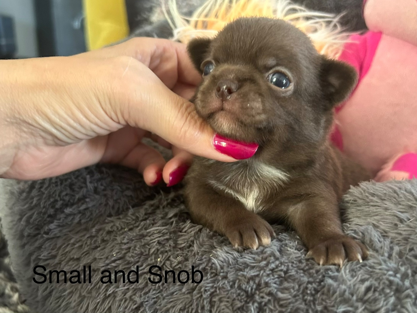 Small And Snob - Chiots disponibles - Chihuahua