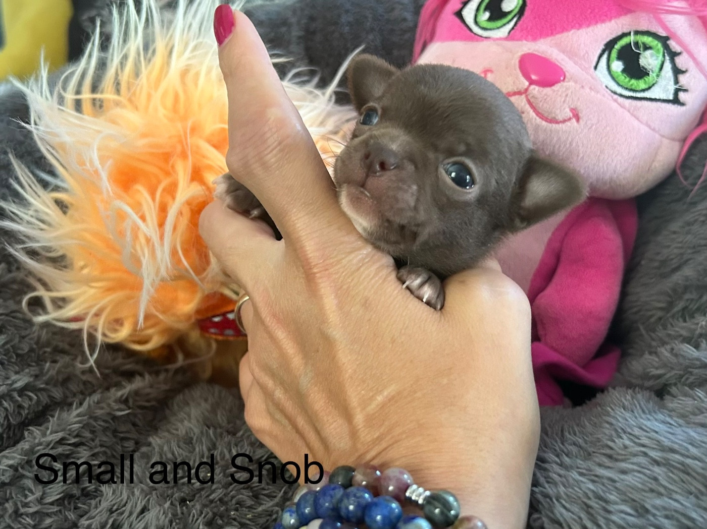 Small And Snob - Chiots disponibles - Chihuahua