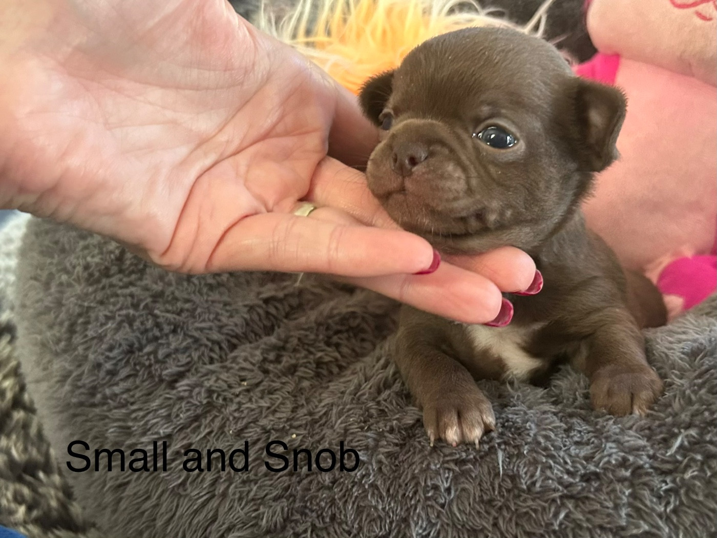 Small And Snob - Chiots disponibles - Chihuahua