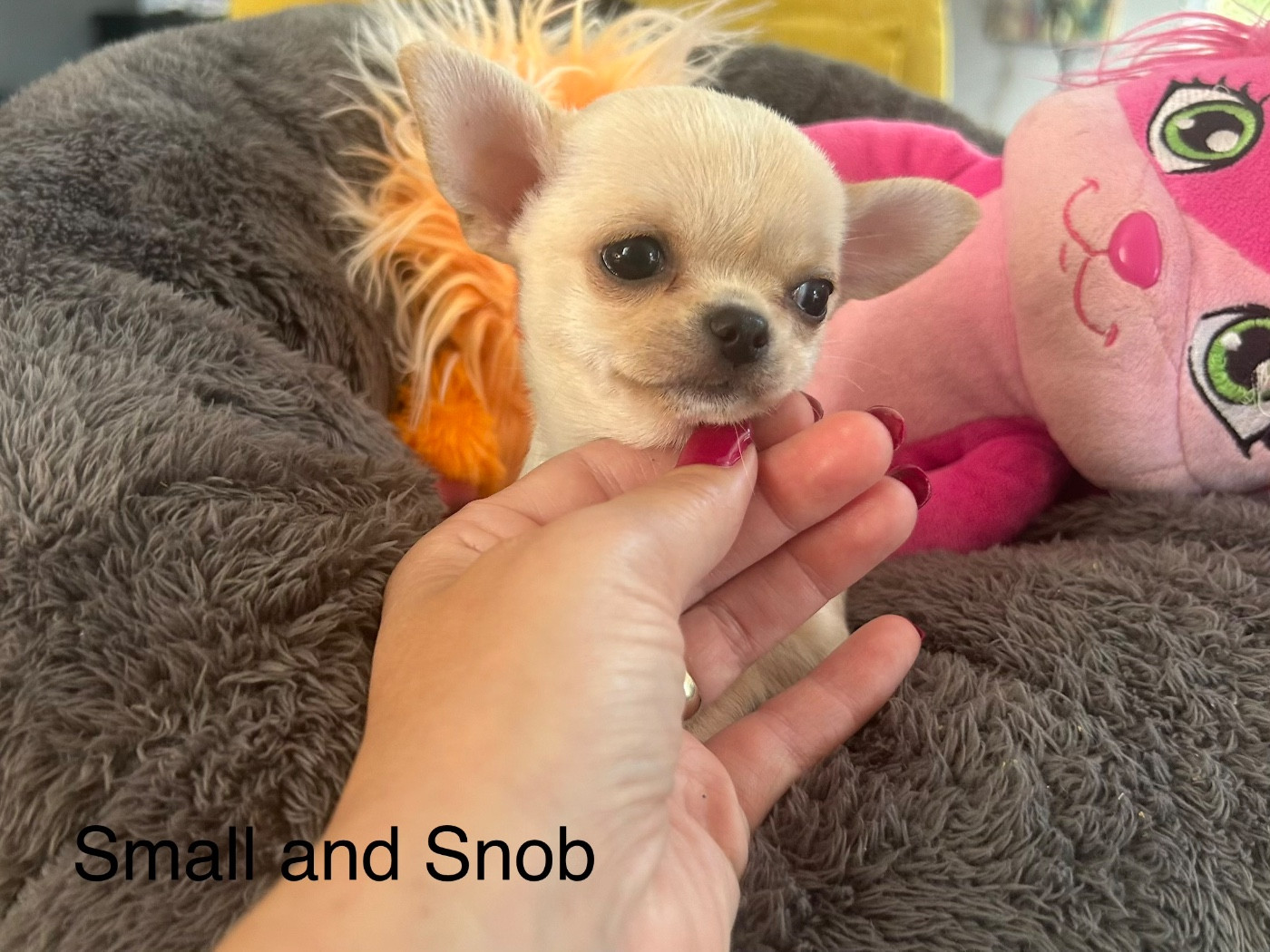 Small And Snob - Chiots disponibles - Chihuahua