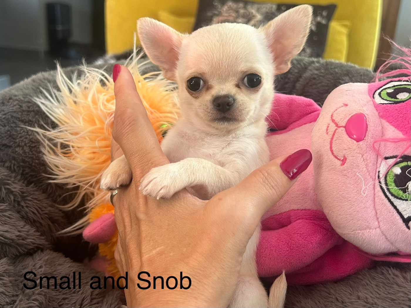 Small And Snob - Chiots disponibles - Chihuahua