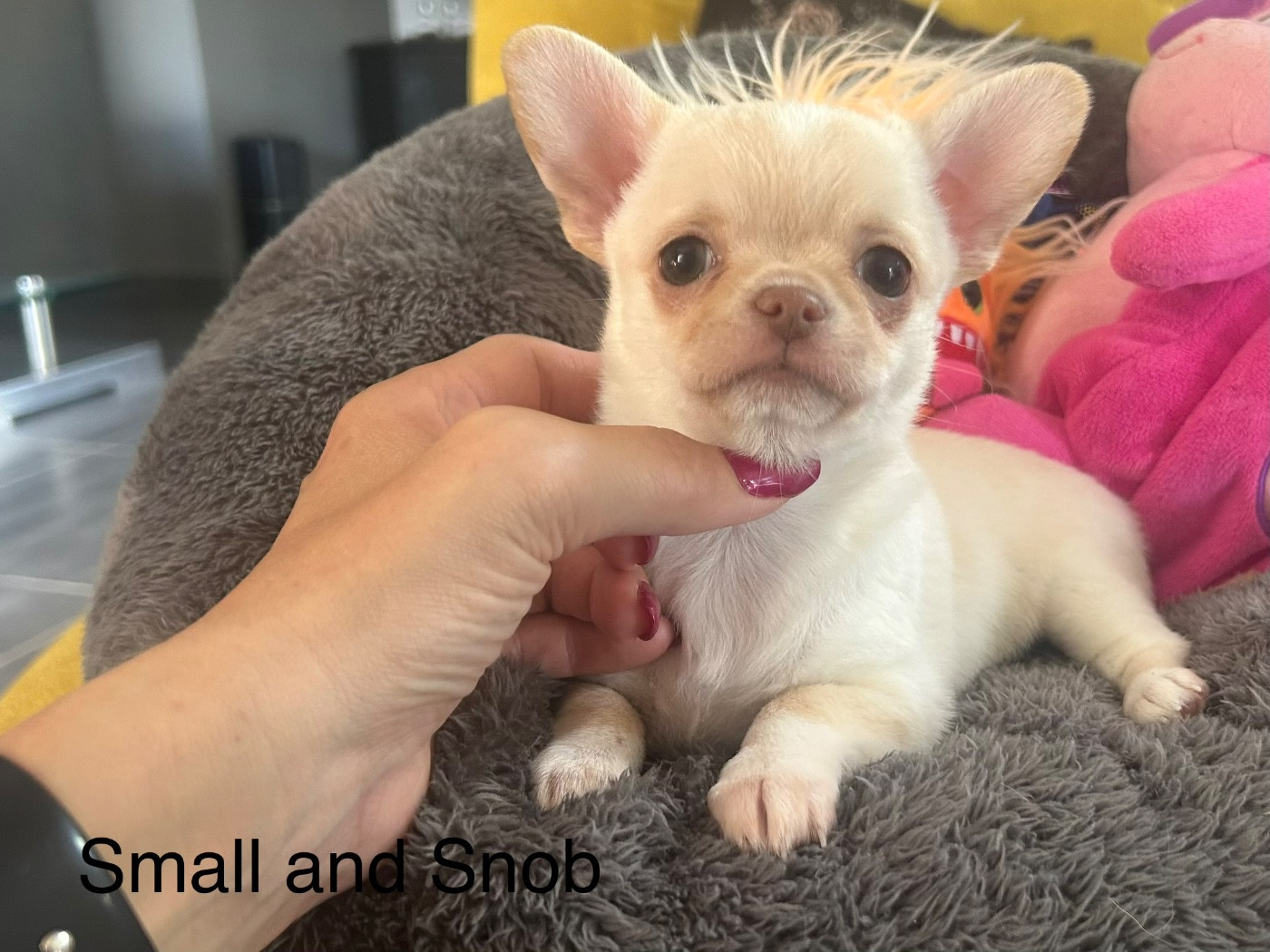Small And Snob - Chiots disponibles - Chihuahua