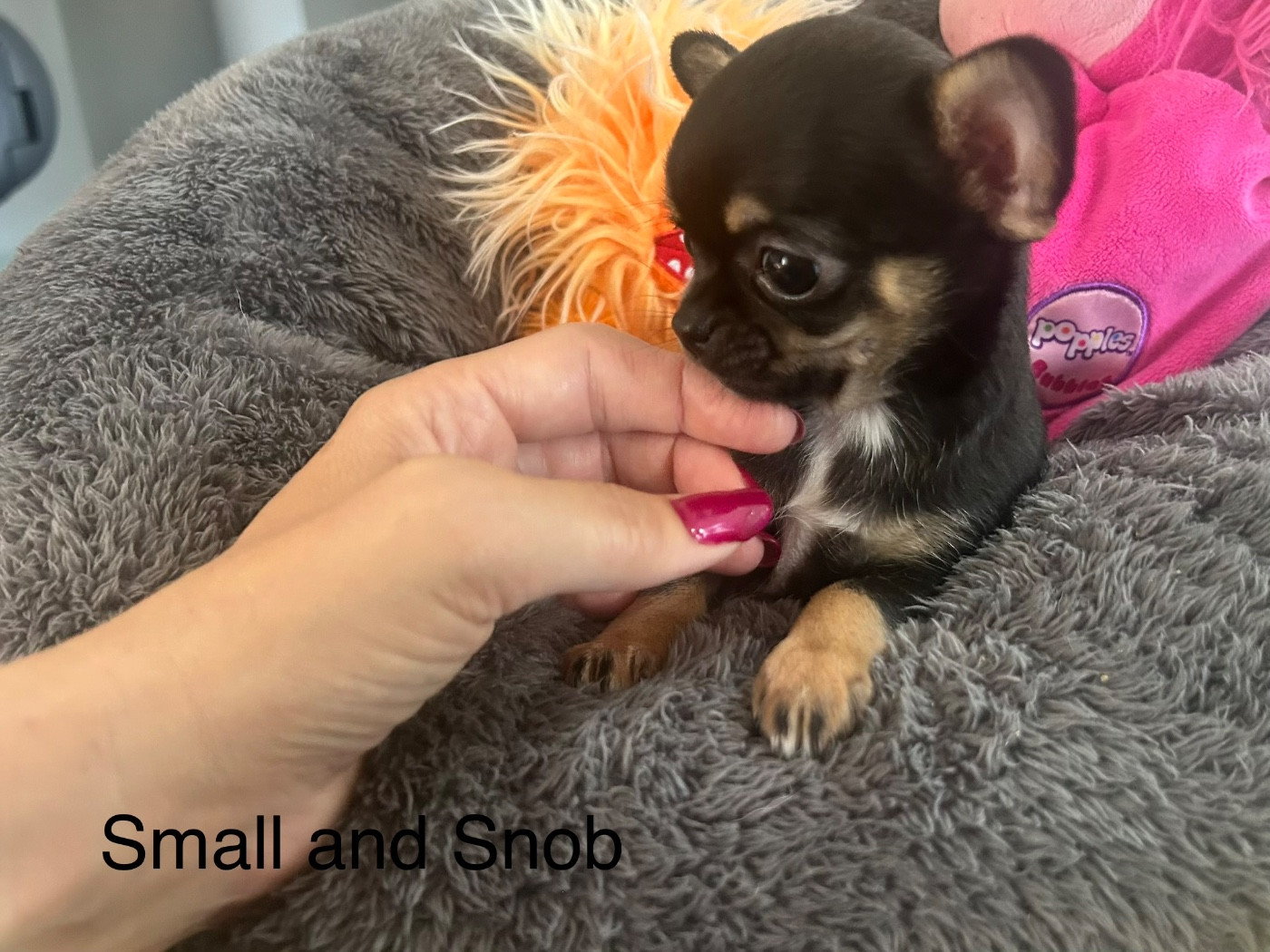 Small And Snob - Chiots disponibles - Chihuahua